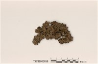 藏品(裸緣梅衣屬)的圖片